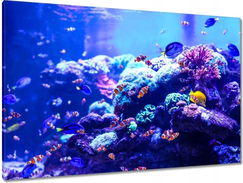 Vászonkép 120x80 A Nemo halak vízi élete
