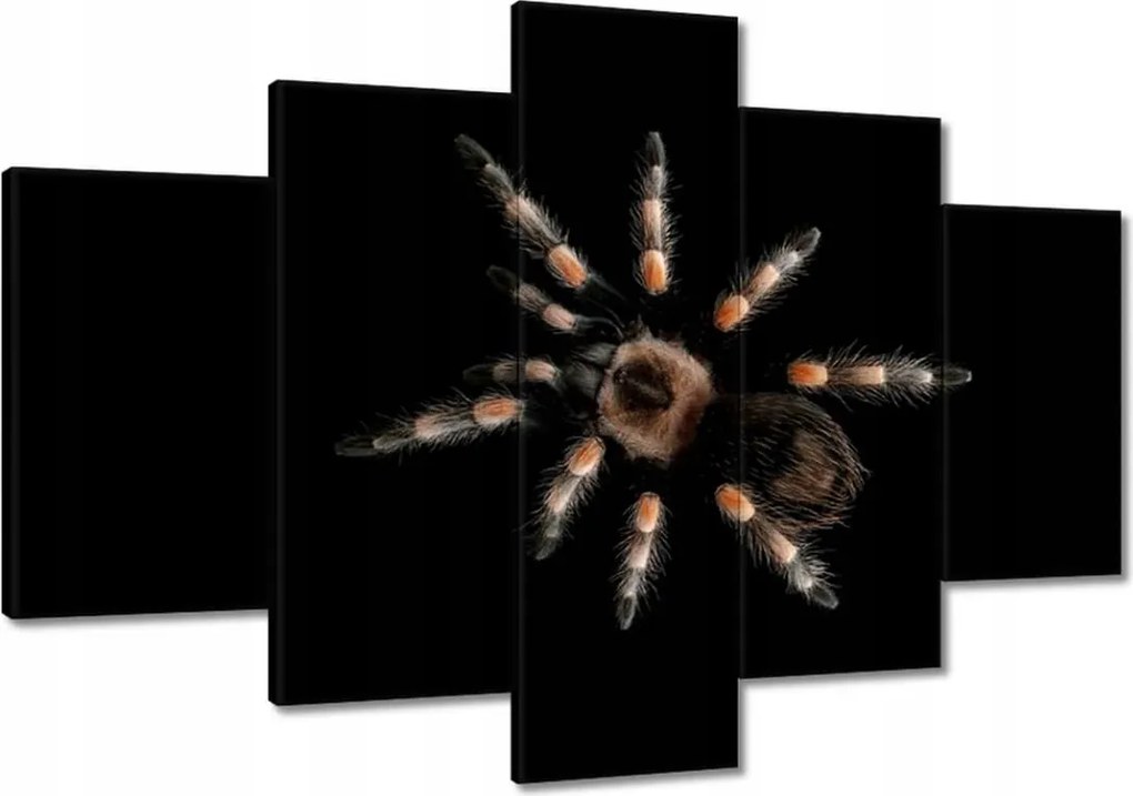 Vászonkép 120x80 Nagy Tarantula pók