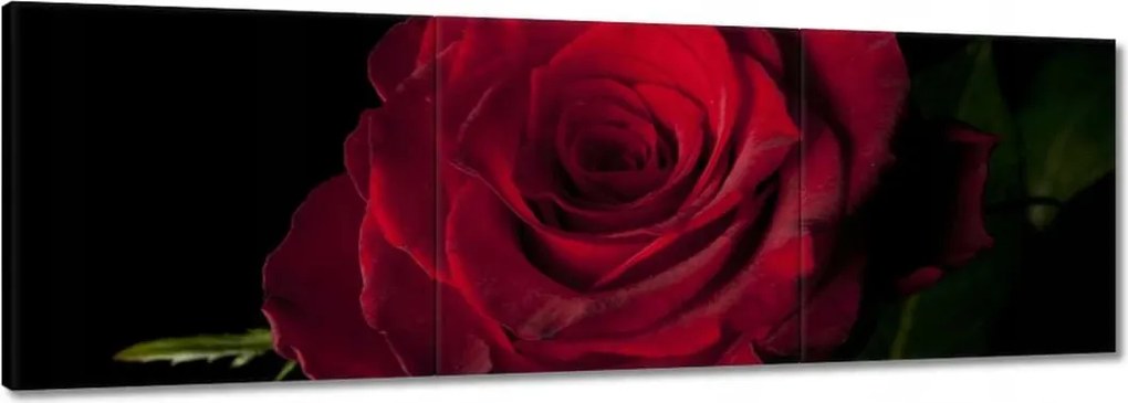 Vászonkép 120x40 Vörös rózsa