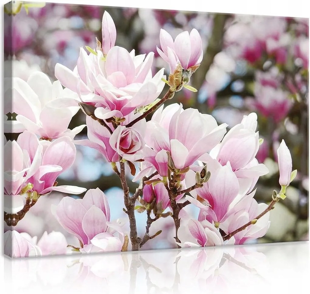 Vászonkép 100x75 Magnólia virágzás tavasz virágok rózsaszín természet nyugalom