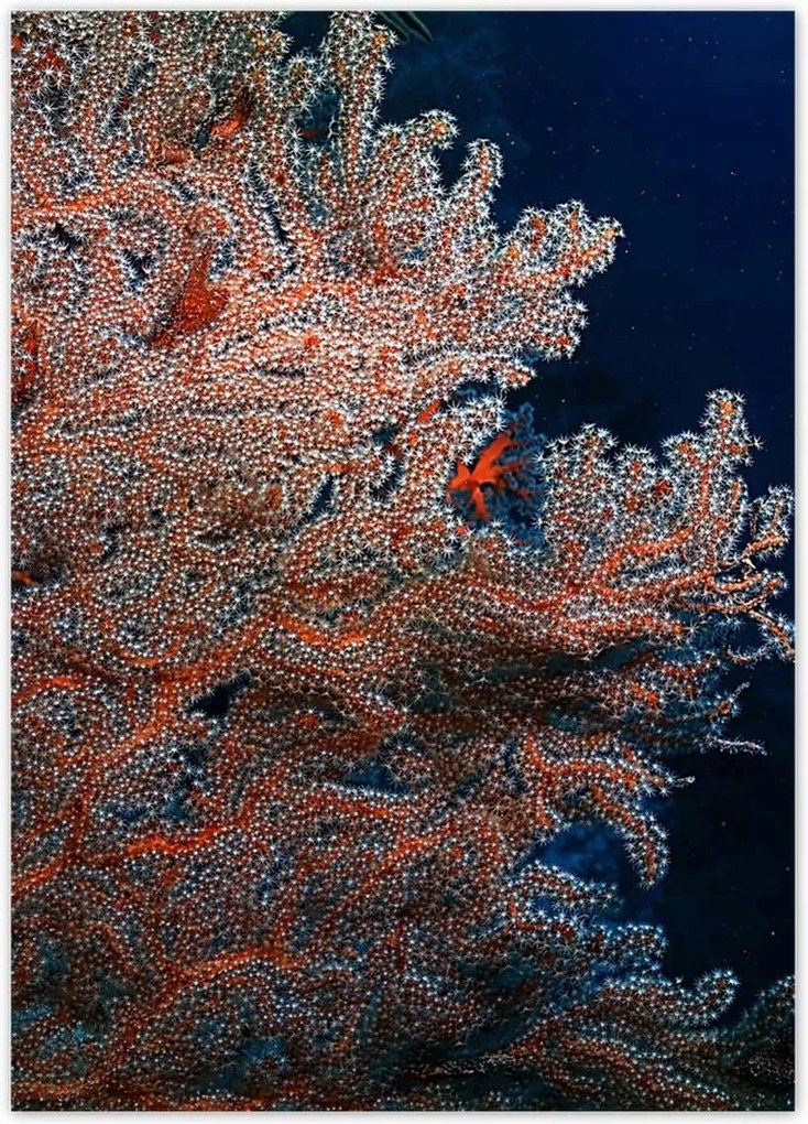 Poszterek 50x70 Kék óceán zátonyokkal