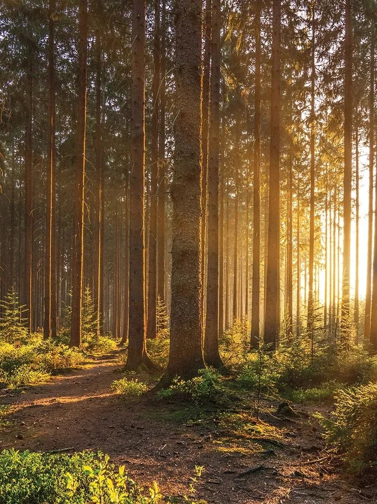 Fotótapéta Függőleges erdő fák falfestmény Ragasztó Ajándék 184 x 254