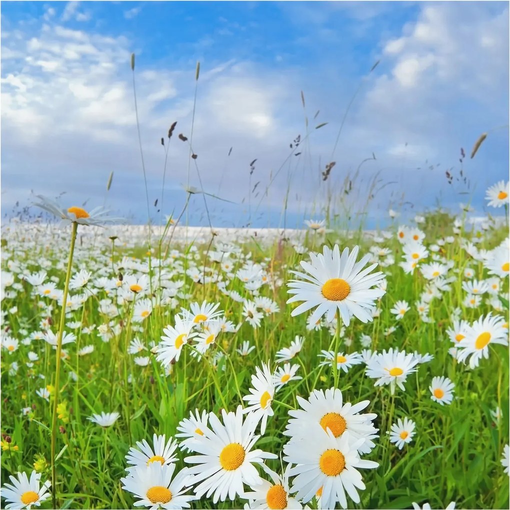 Flizelin tapéta Flizelin Fali Prémium Nyári rét 250x250 Ragasztó