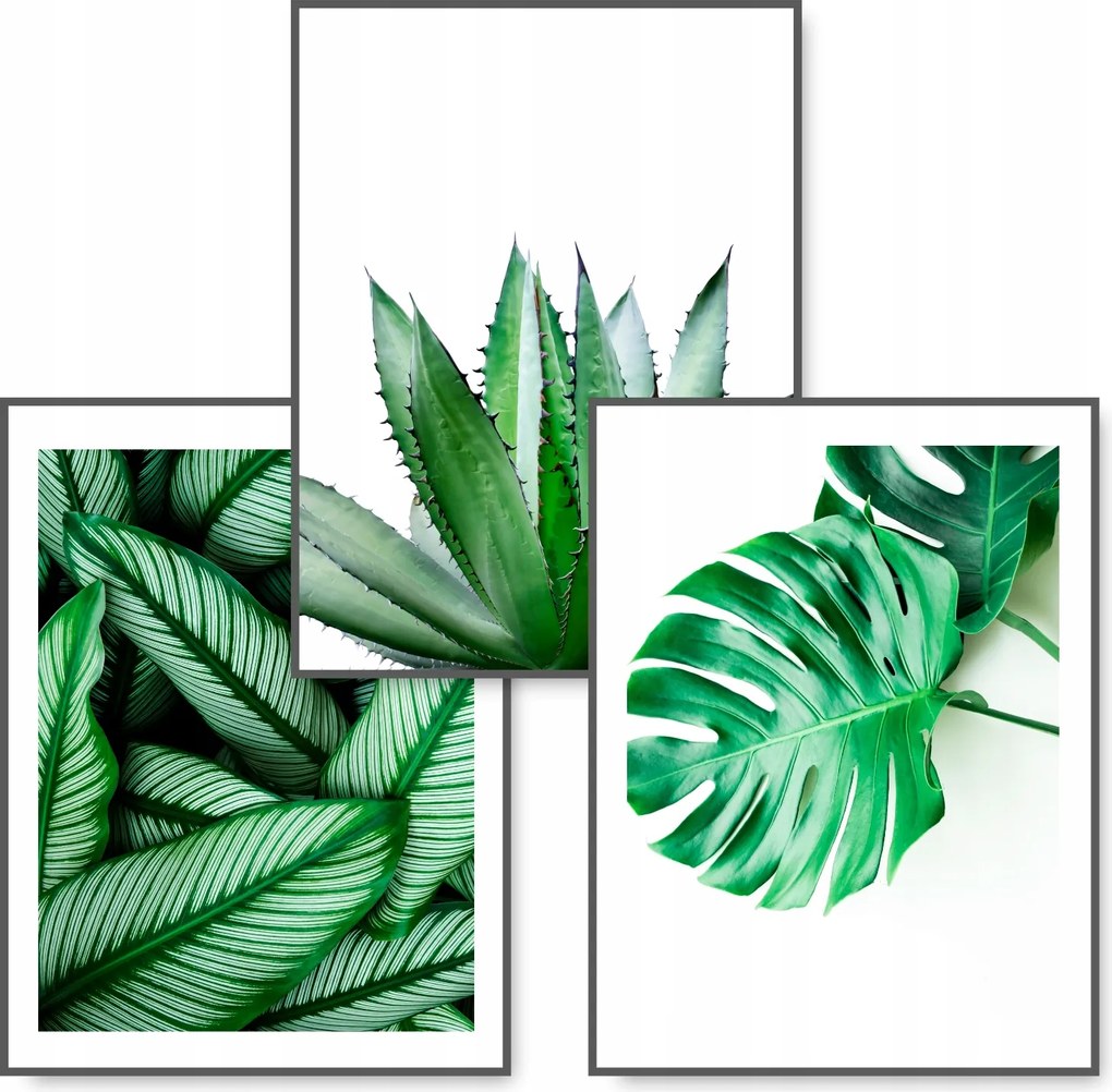 Monstera 3 db-os poszter szett 40x50 Zöld kép #58D