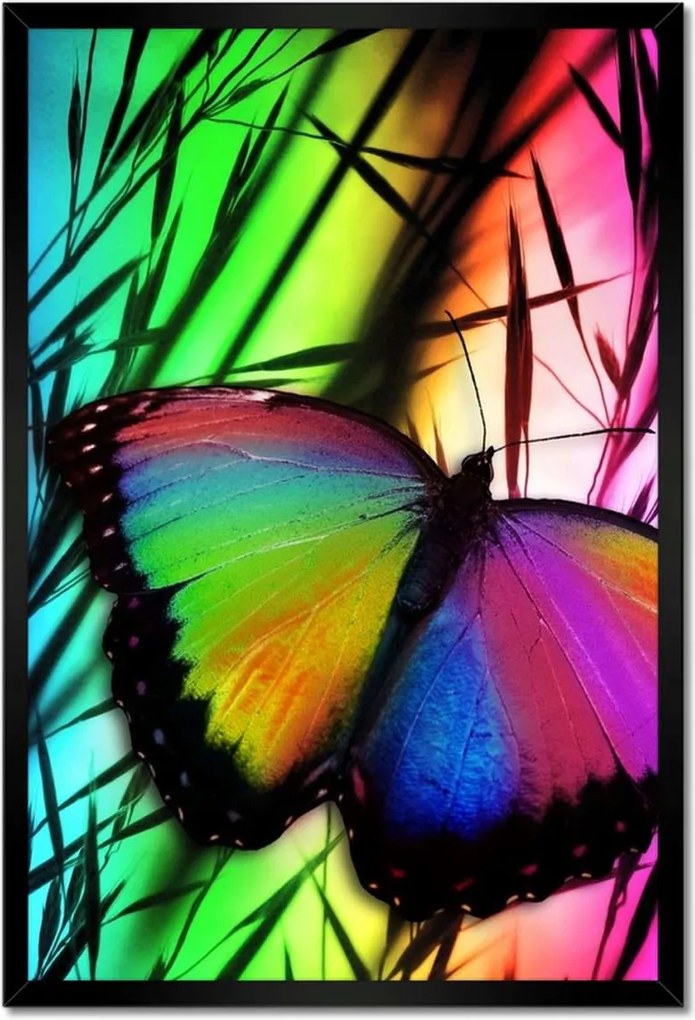 Poszter keretben 40x60 Szivárvány pillangó