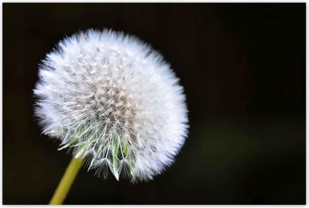 Poszterek 120x80 Pitypang Virág Virágok