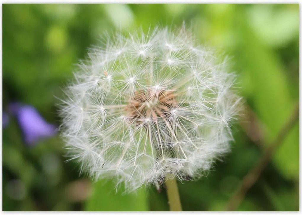 Poszterek 100x70 Pitypang Virág Virágok