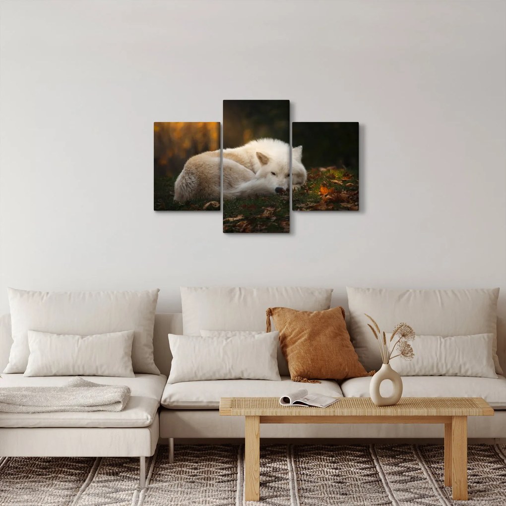 Kép - Pihenő farkas (90x60 cm)