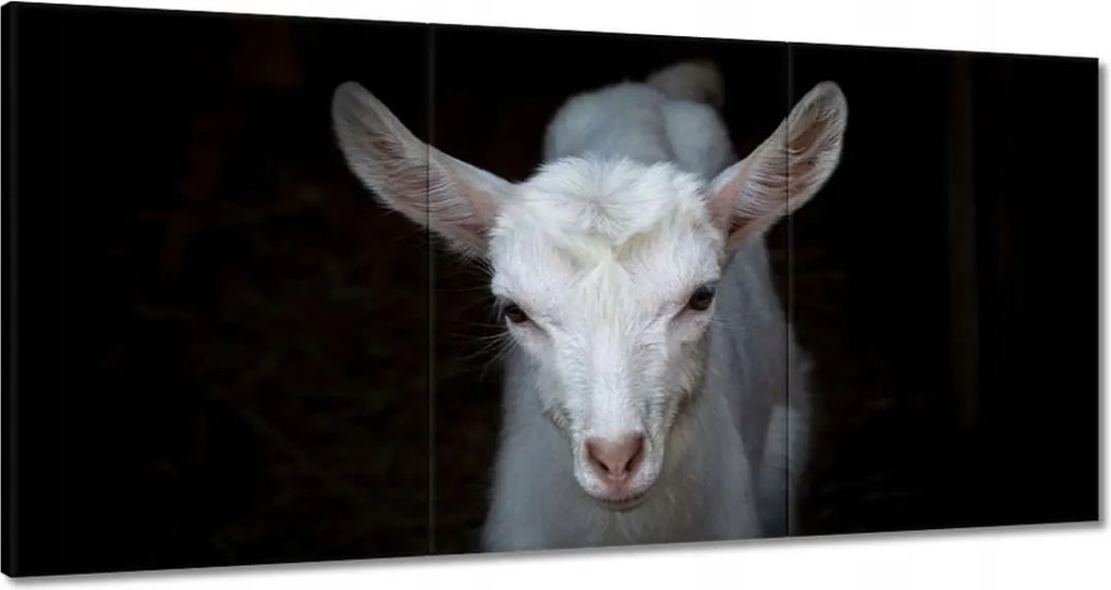 Vászonkép 180x90 Fehér kis kecske állat