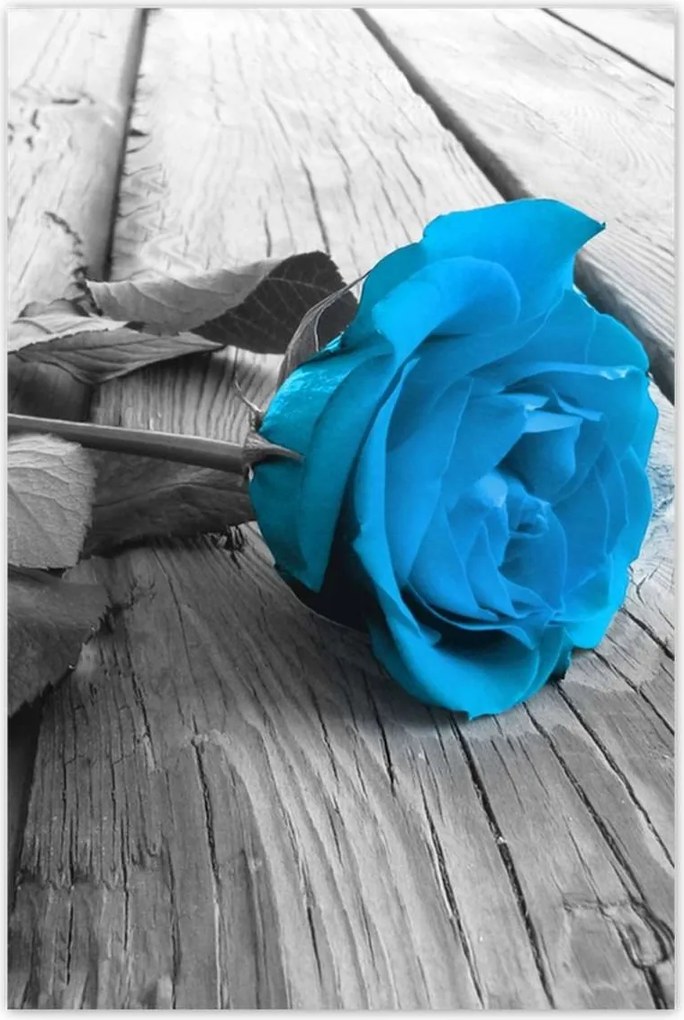 Poszterek 80x120 Kék rózsa a deszkákon