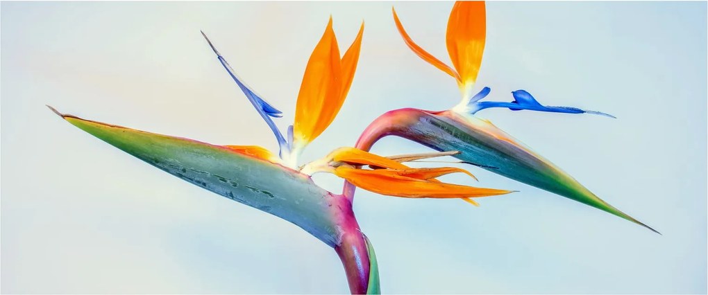 Virág képe (120x50 cm)