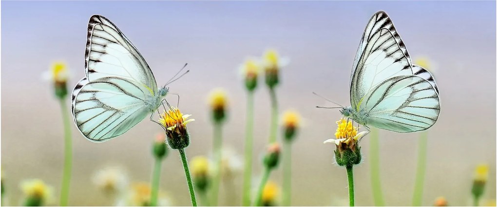 Pillangók eképe a virágon (120x50 cm)