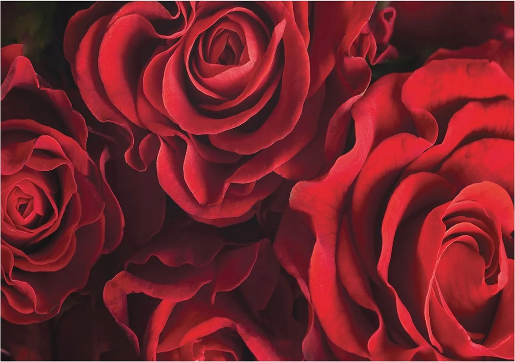 Dekoratív fotótapéta falra Könnyű összeszerelés Vörös rózsák 312x219 Ragasztó