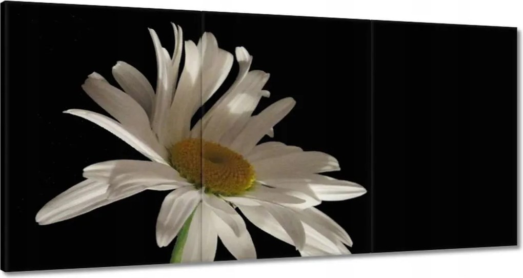 Vászonkép 180x90 Fehér virágego kamilla