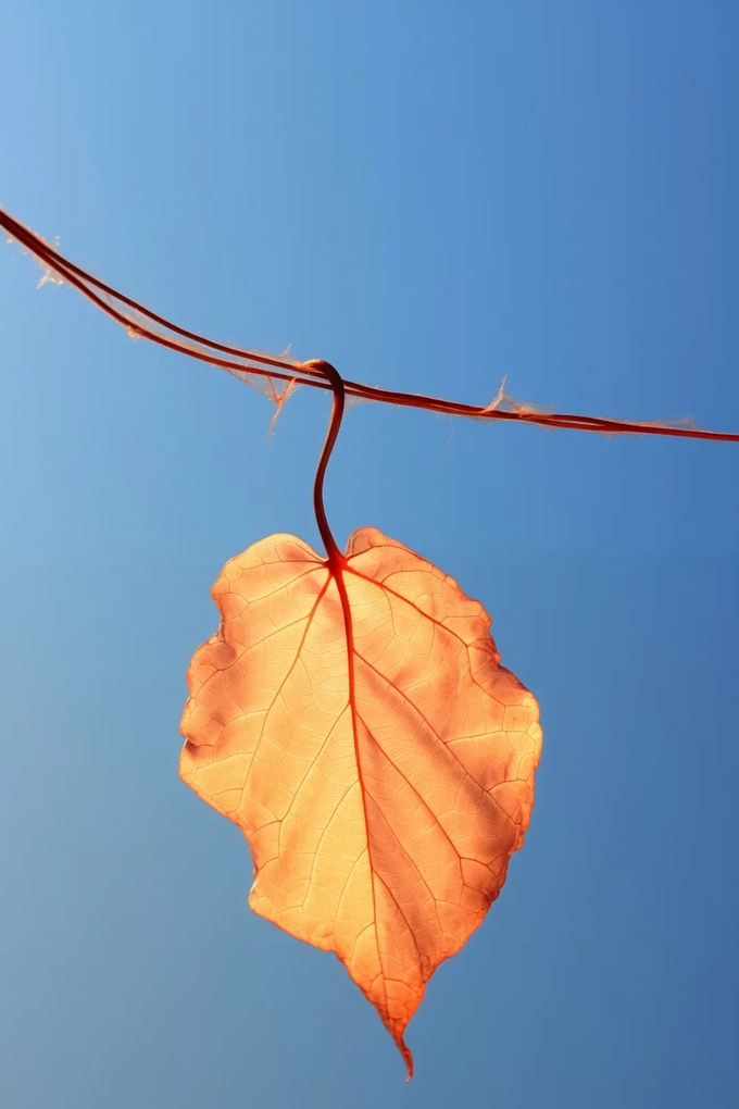 Poszter 40x60cm Utolsó levél