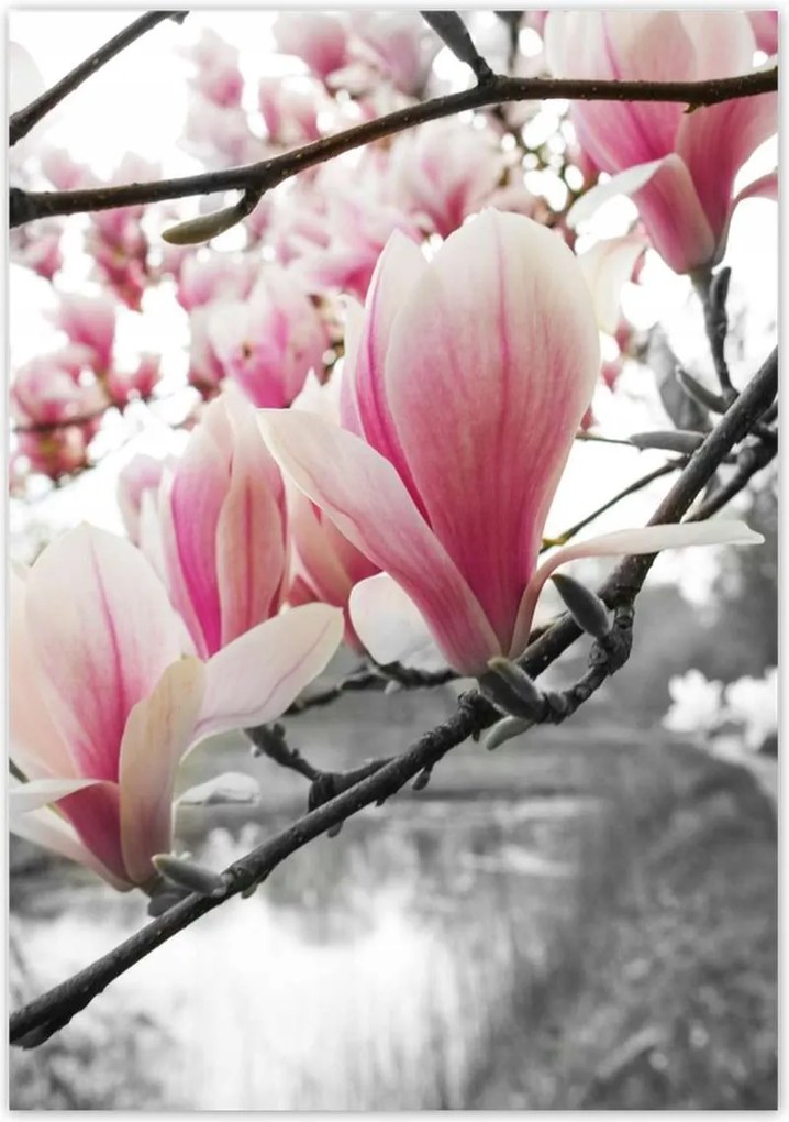 Poszterek 70x100 Magnólia Virágok