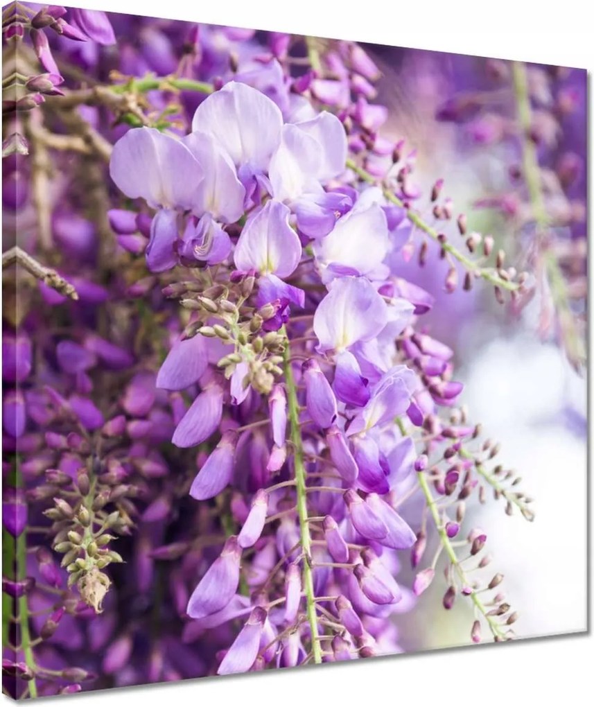 Vászonkép 40x40 Lila virágok Virágok