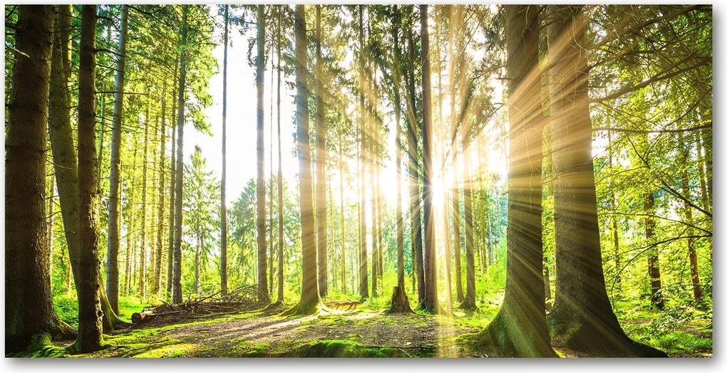 Védőpanel Erdő a napsütésben 140x70 cm Ragasztó