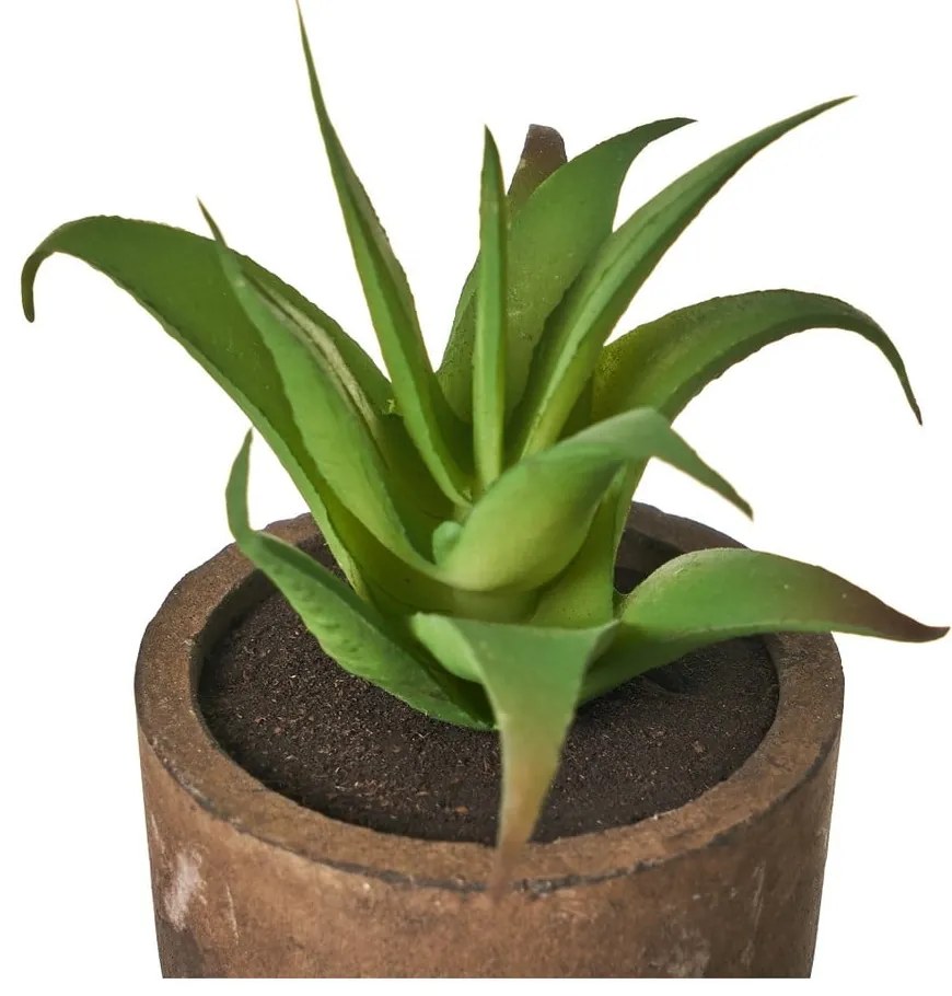 Műnövény szett 4 db-os (magasság 10 cm) Cactus – Casa Selección