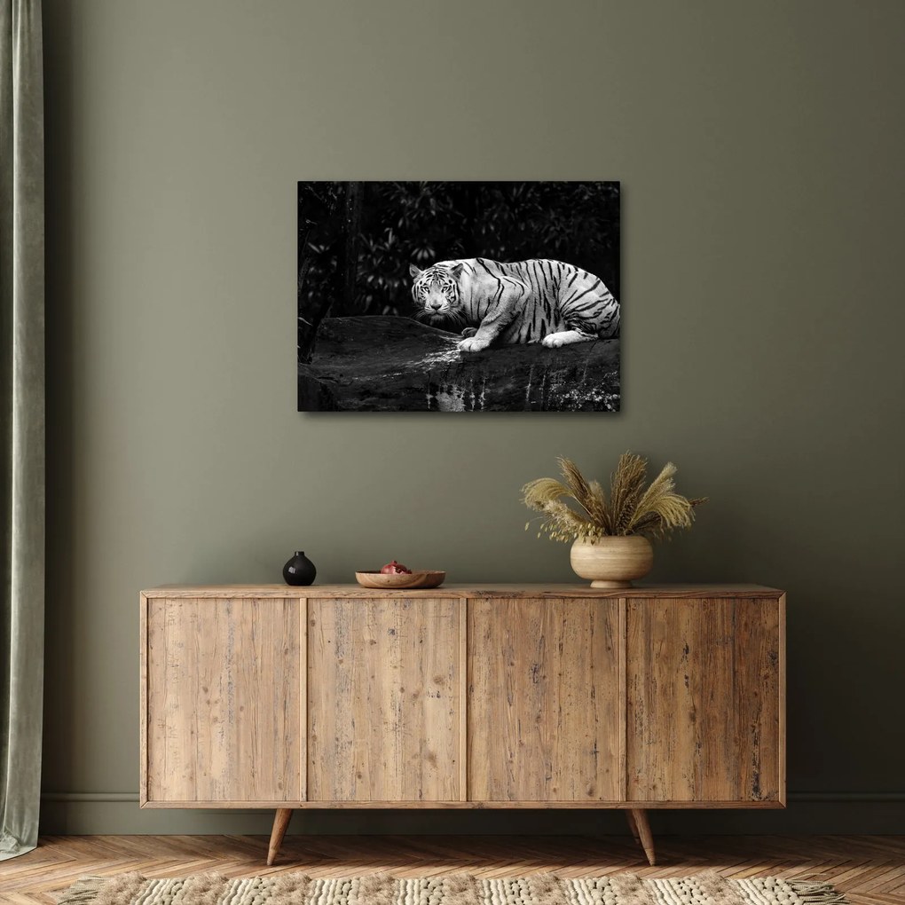 Kép - albínó tigris, fekete-fehér (70x50 cm)