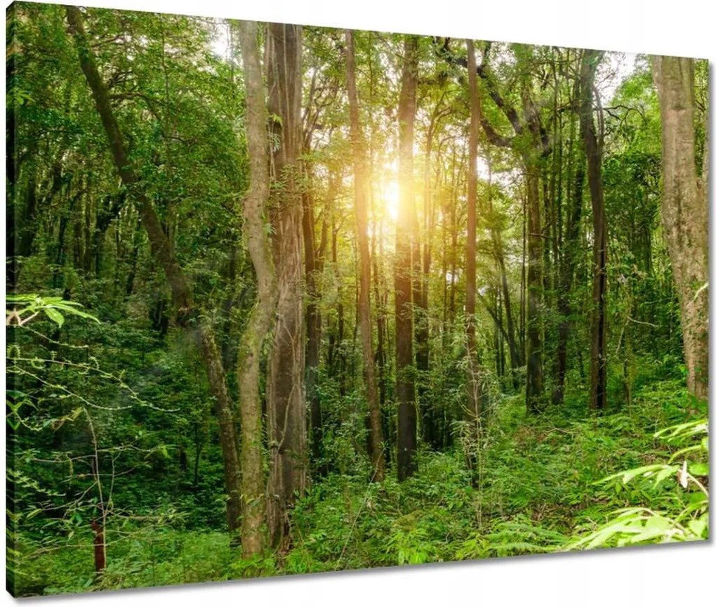 Vászonkép 80x60 Tájkép park