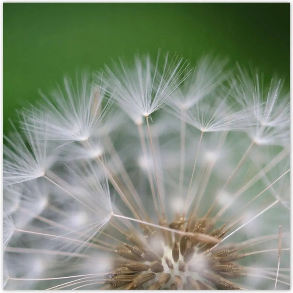 Poszterek 100x100 Pitypang Virág Virágok