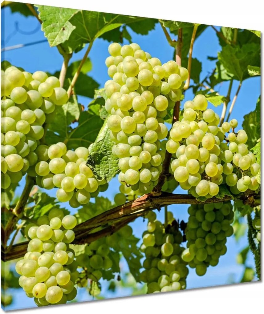 Vászonkép 70x70 Zöld szőlő