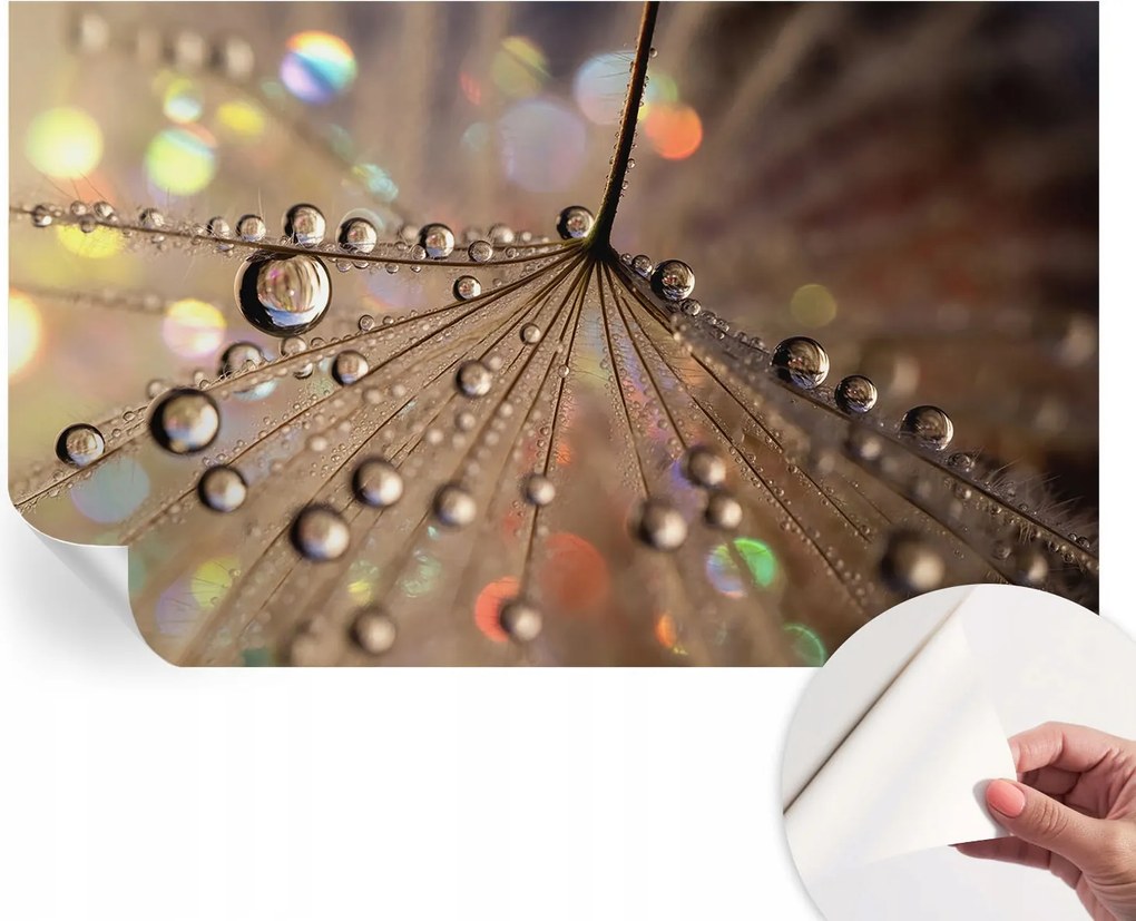 Öntapadós fotótapéta Nappaliba és Hálószobába Gyöngycseppek 416x254