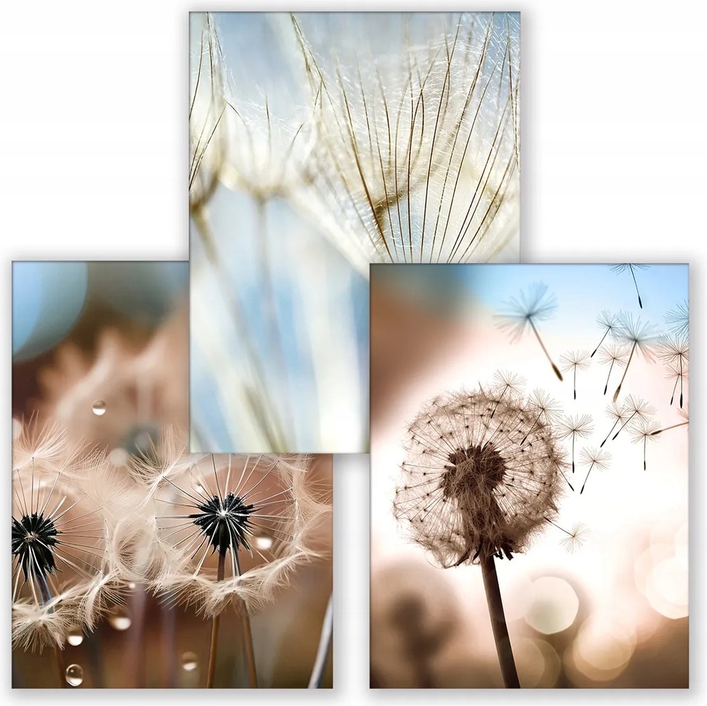 Pitypang Barna Kék 3 db-os poszter szett 21x30cm kép #342