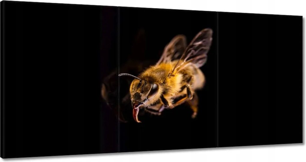 Vászonkép 180x90 Halott mézes méh