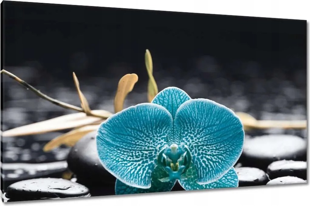 Vászonkép 120x70 Türkiz orchidea Virág
