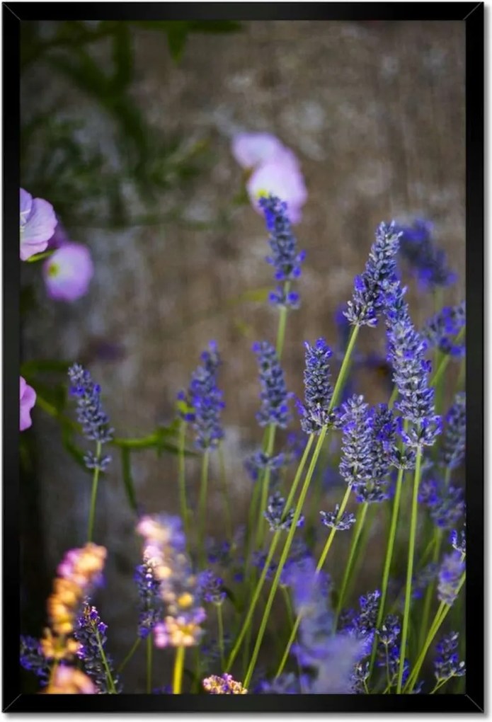 Poszterek keretben 40x60 Levendula
