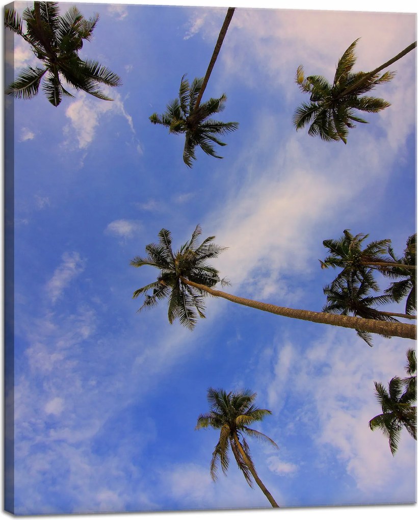 Vászonkép Természet Kókuszpálmák 40x50 cm