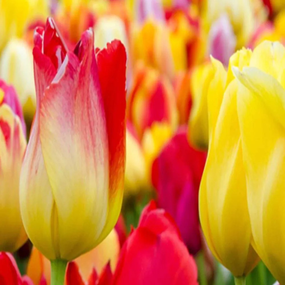 Gario Paraván Többszínu tulipánok Méret: 180 x 170 cm, Kivitelezés: Klasszikus paraván