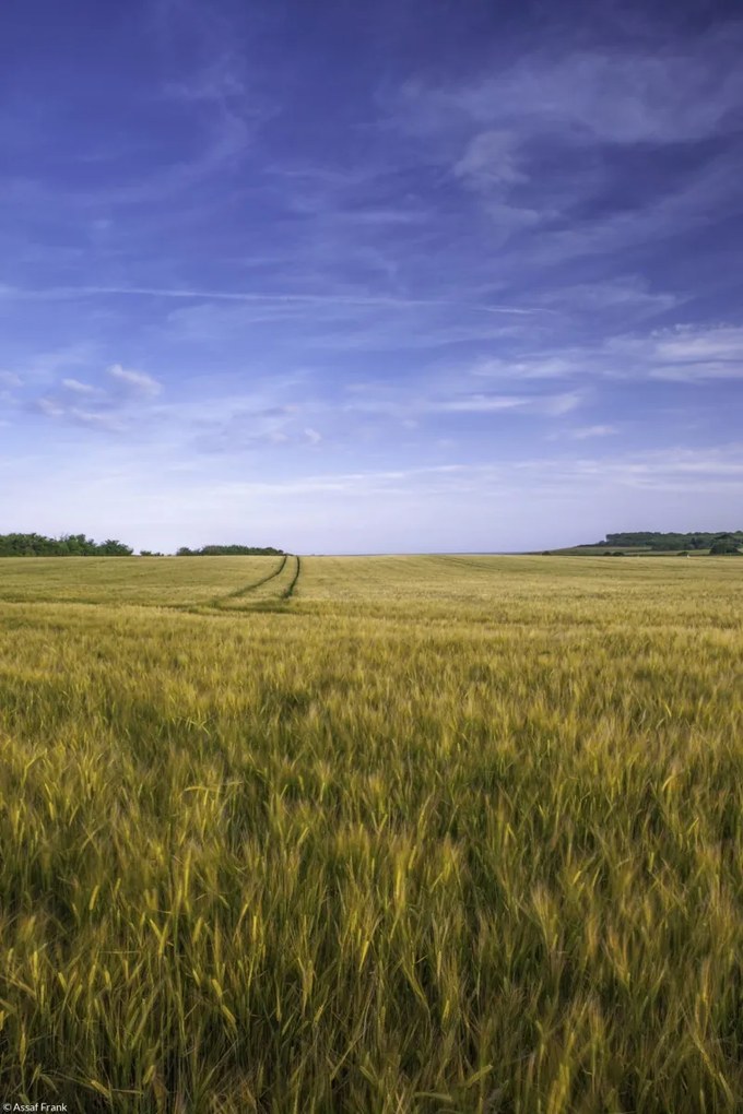Poszter 20x30cm Búzamező a kék égbolt hátterében, Assaf Frank