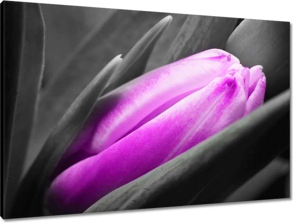 Vászonkép 90x60 Lila tulipán
