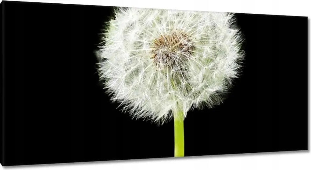 Vászonkép 115x55 Pitypang virág rét