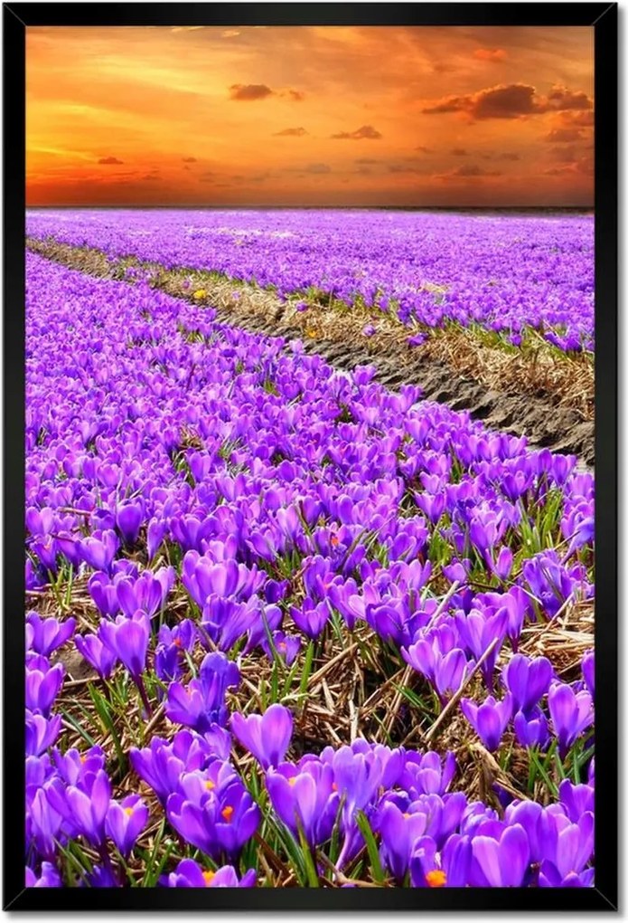 Poszterek keretben 40x60 A krókuszok tengere