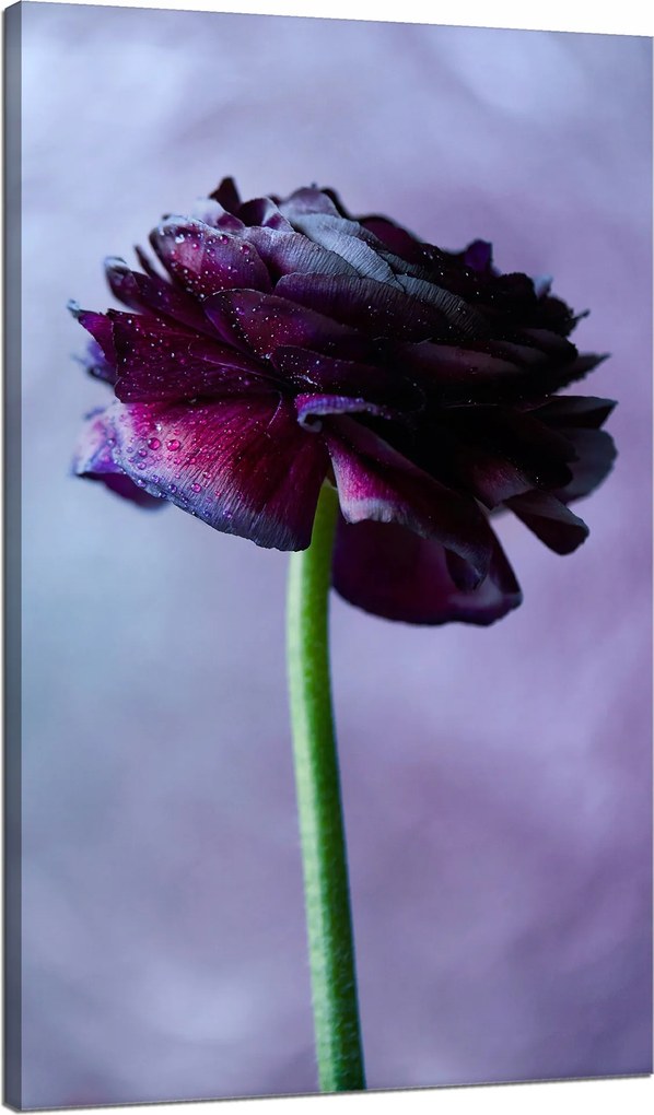 Botanika Lila virág vászonkép 70x120