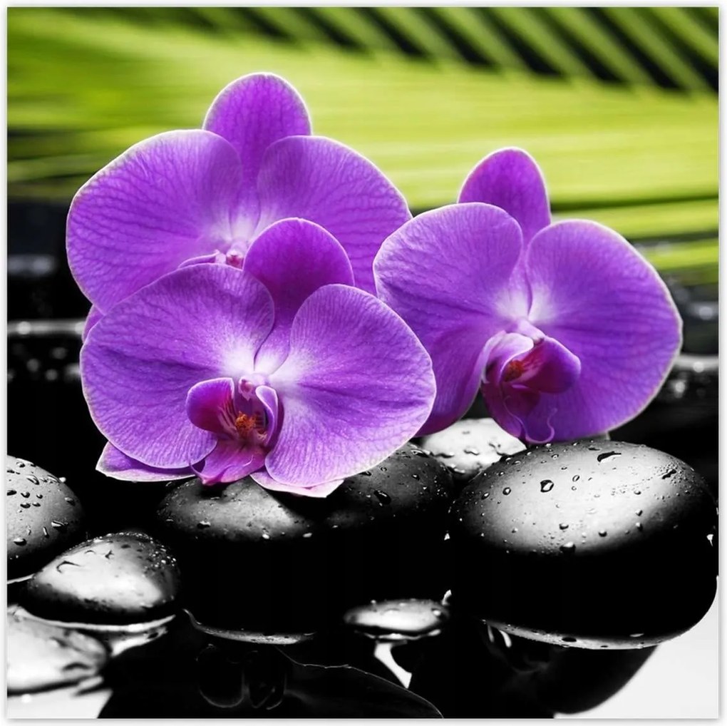 Poszterek 70x70 Lila orchideák