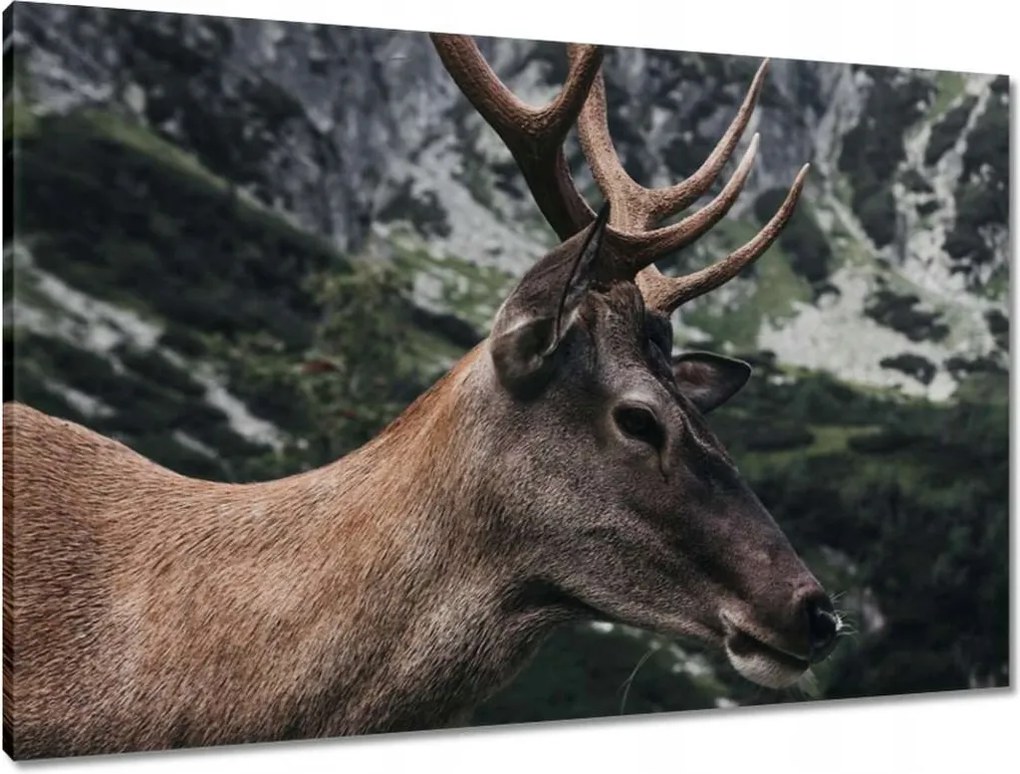 Vászonkép 90x60 Szarvas felszarvazott