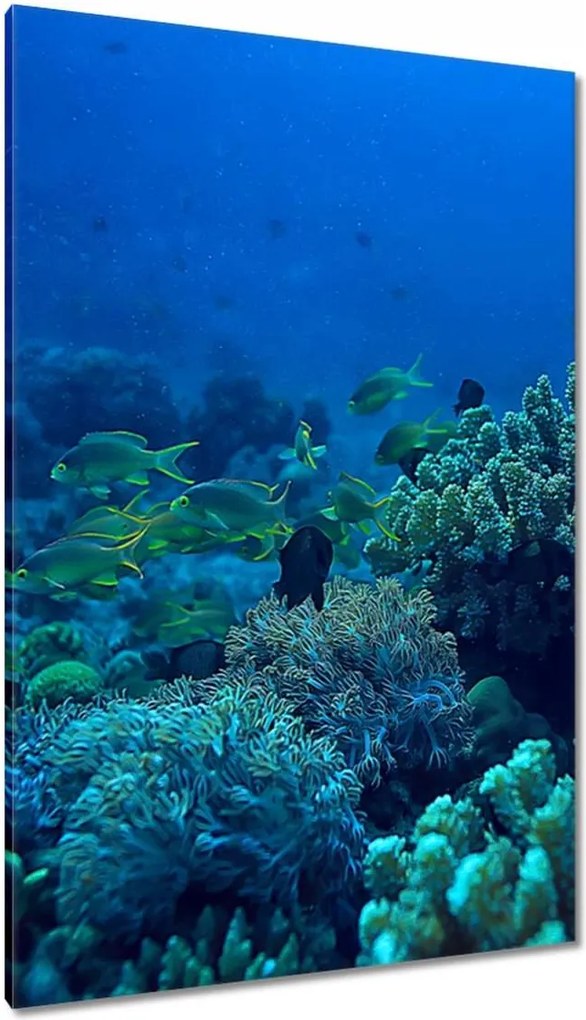 Vászonkép 80x120 Laguna Korallok Ocean