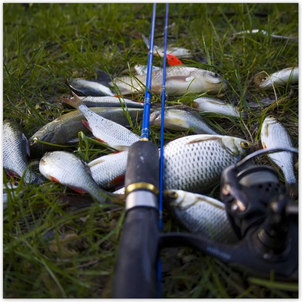Poszterek 30x30 Kis halak a fűben