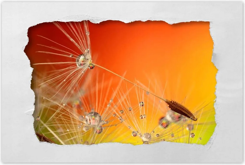 Poszterek 90x60 Pitypang Virág Virágok