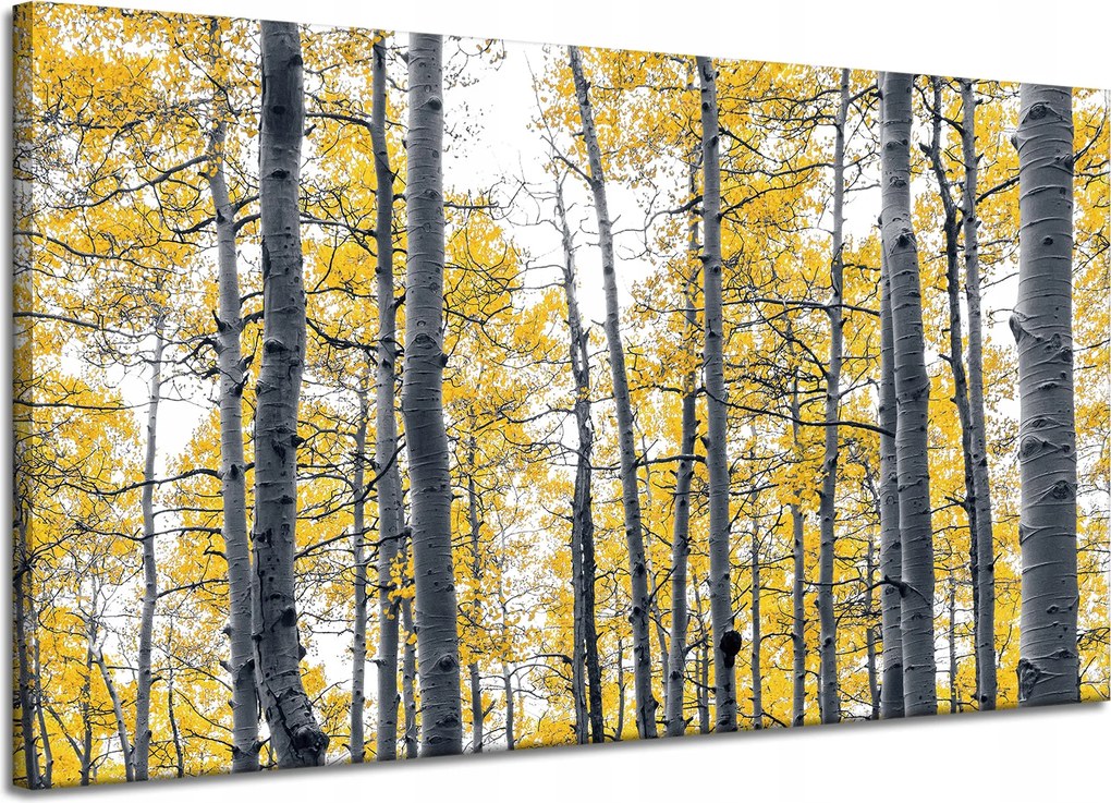 Vászonkép Nyírfák Sárga levelek Természet Tavasz 120x70 cm