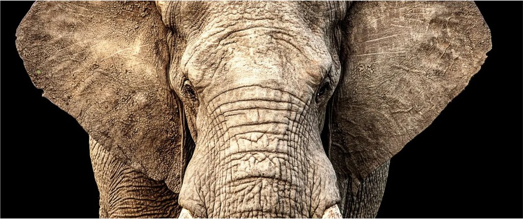 Kép - Afrikai elefánt (120x50 cm)