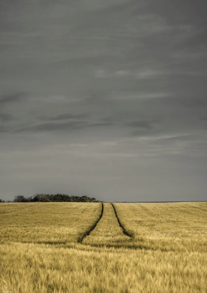 Poszter 29,7x42cm Búzamező, Assaf Frank