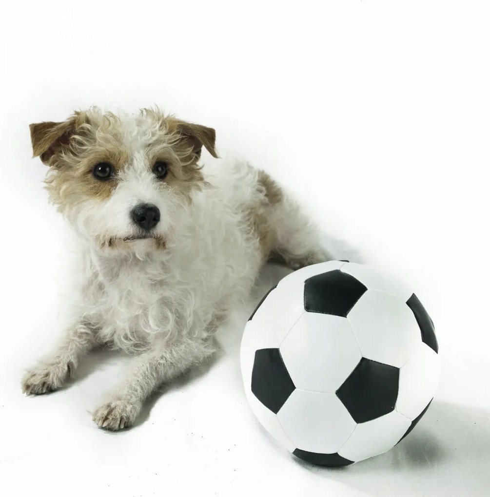 Poszter 30x30cm Kutya labdával, Assaf Frank