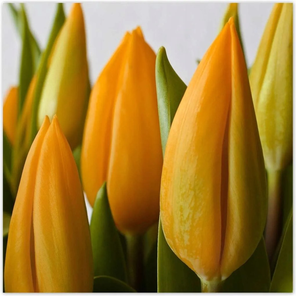 Poszterek 30x30 Sárga tulipánok