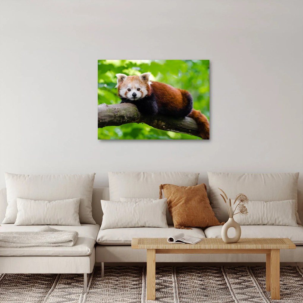 A vörös panda képe (70x50 cm)